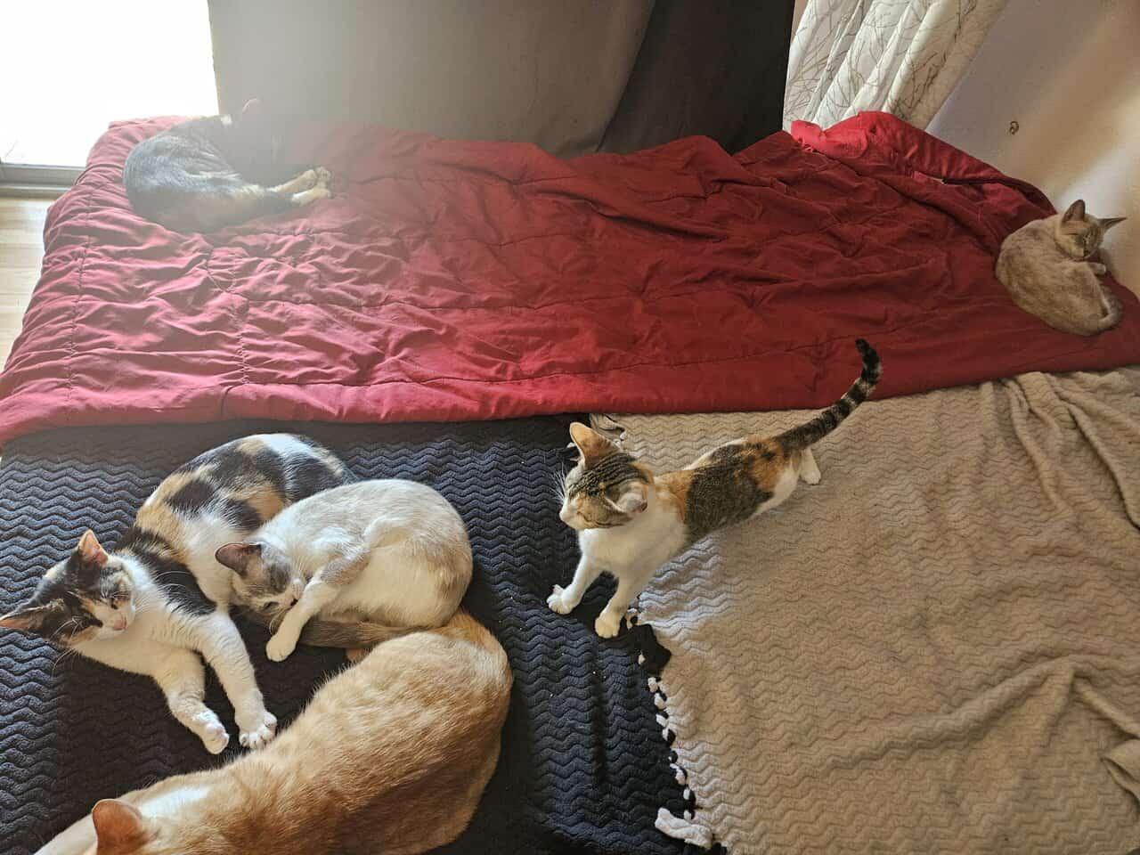 4 Female Cats, 1 yr, needing to be rehomed image 3