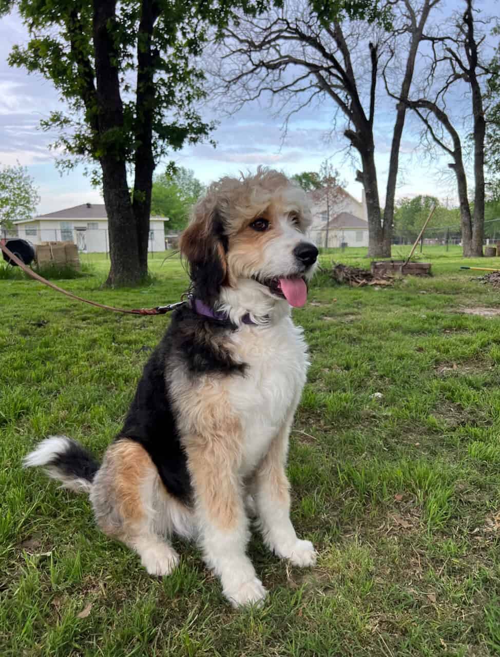 Female puppy image 5