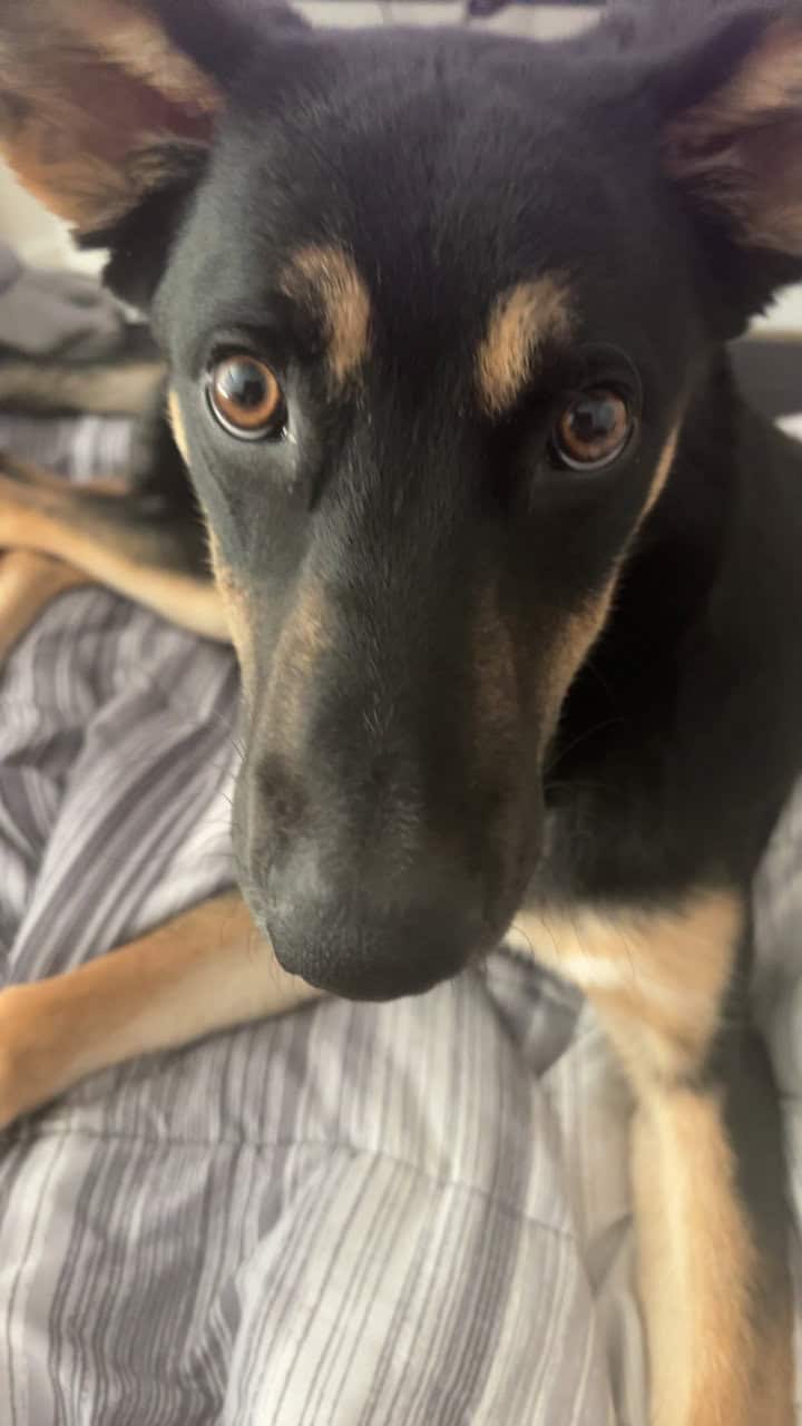 German shepherd Lab for sale image 3