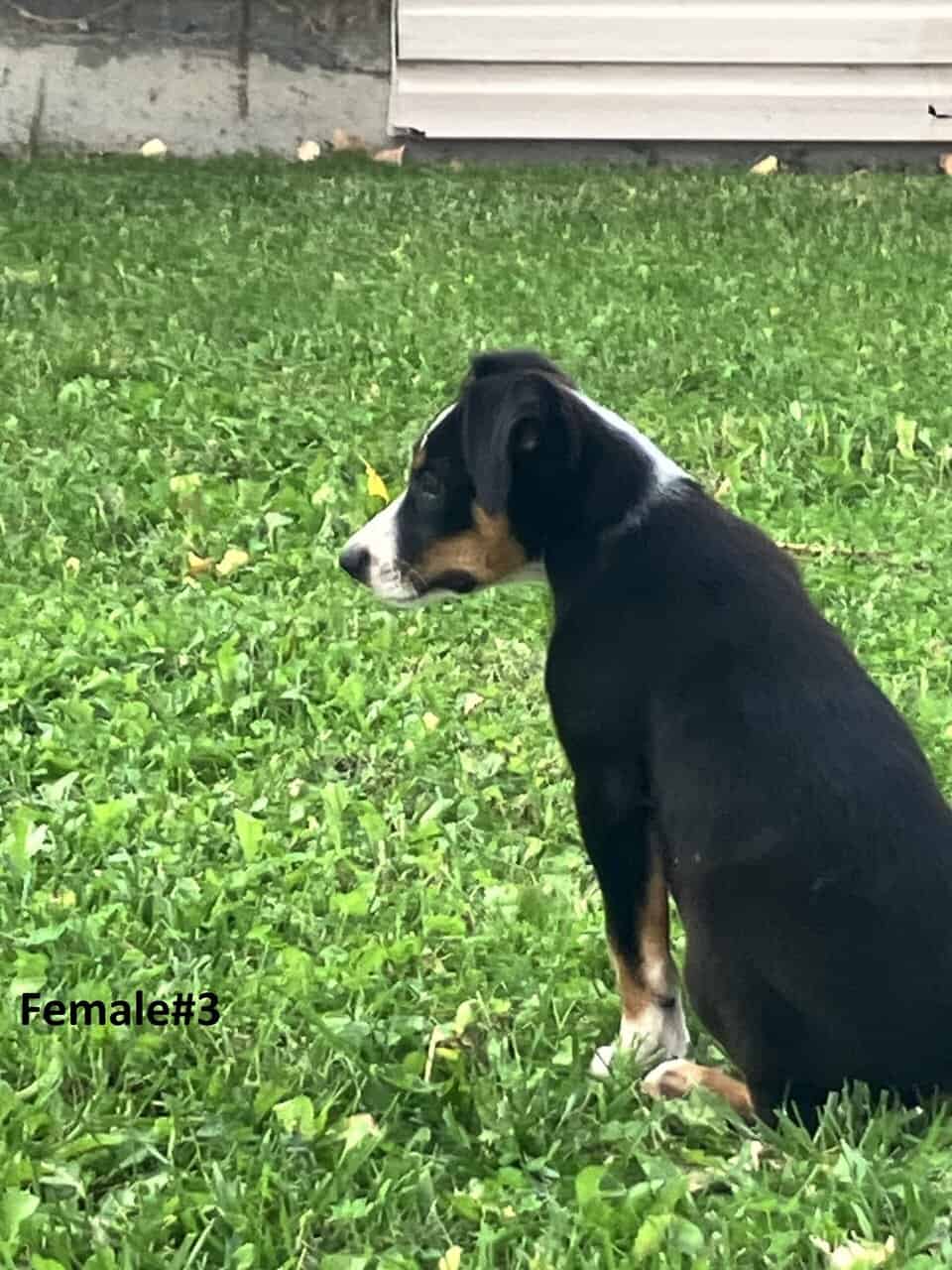 Australian Shepherd/Catahoula image 7