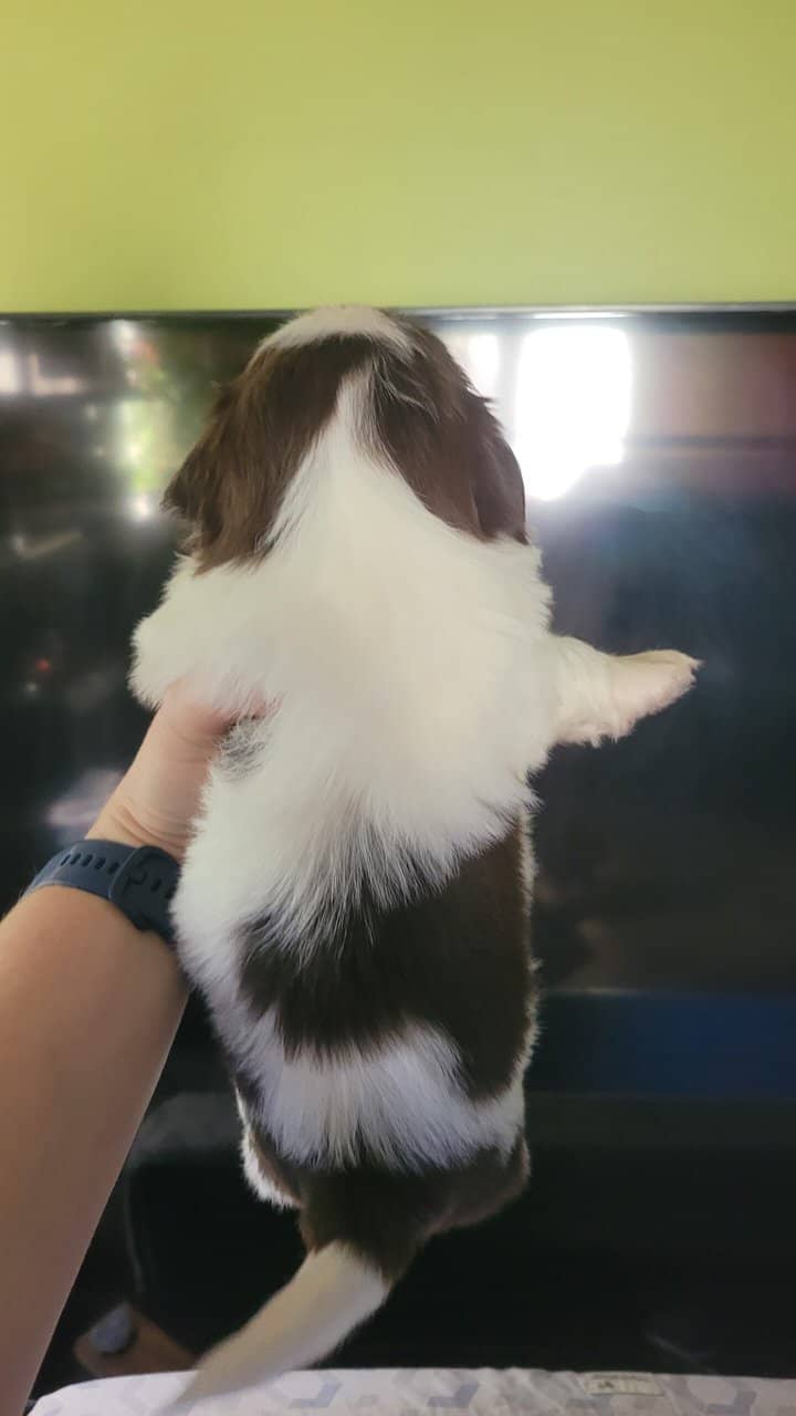 AKC Shih Tzu Puppies image 4