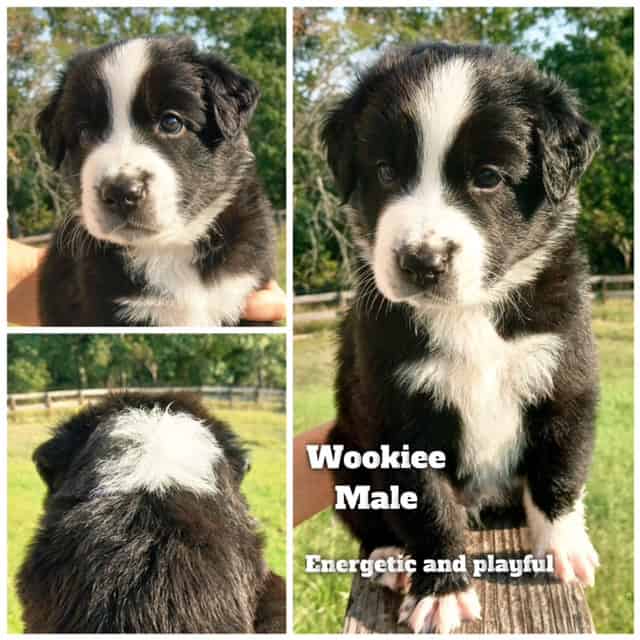 Aussiedor/Sheprador puppies image 5