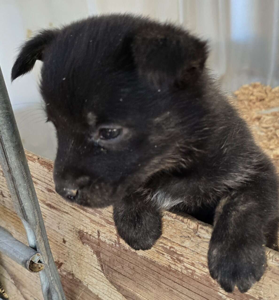 Corgi catahoula mix puppies image 9