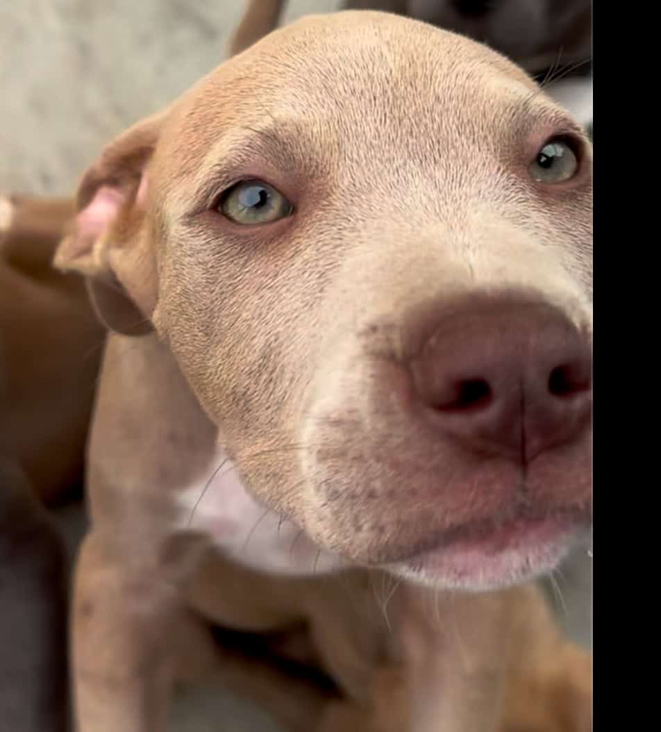XL Pitbull puppies available image 4