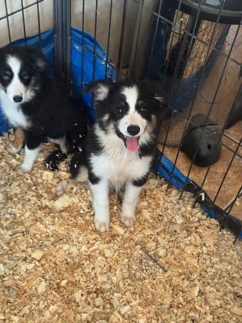 Miniature Australian Shepherd Puppies image 2