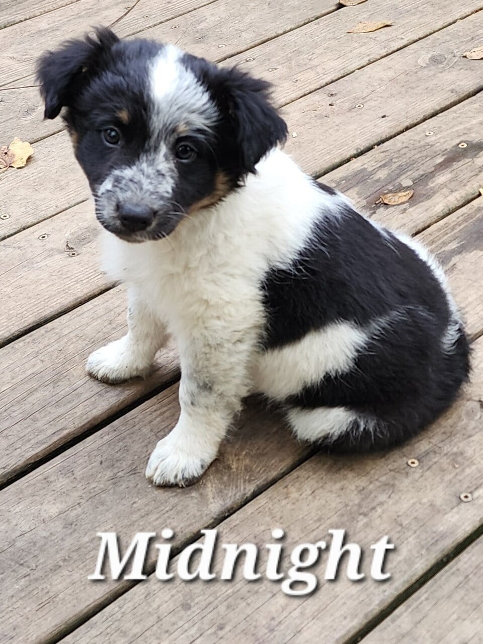 Texas Heeler (Australian Shephard Cattledog) image 3