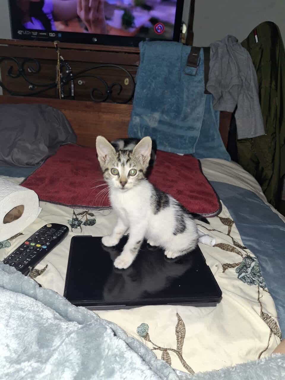 HELP me image 5