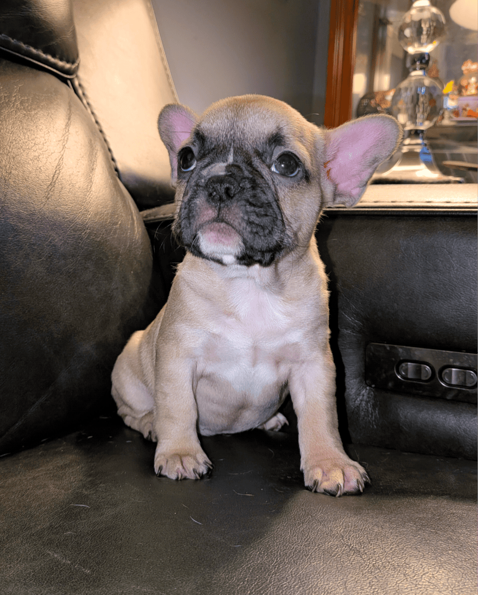 Frenchton puppies 75% French bulldog CKC image 2