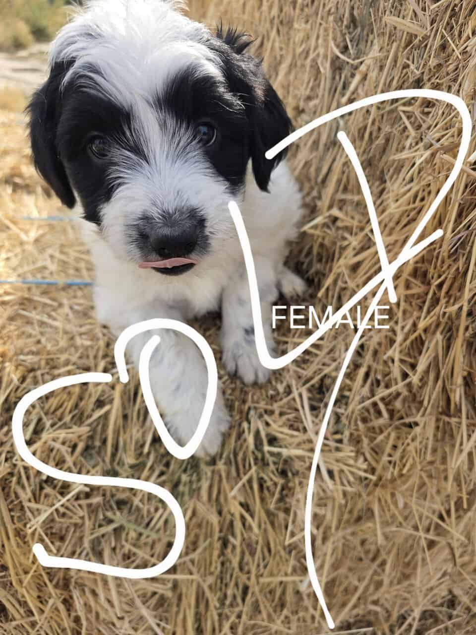 Cattle Dog Mix image 2