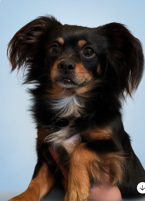 Long haired Chihuahua Mix Puppy seeks forever home image 3