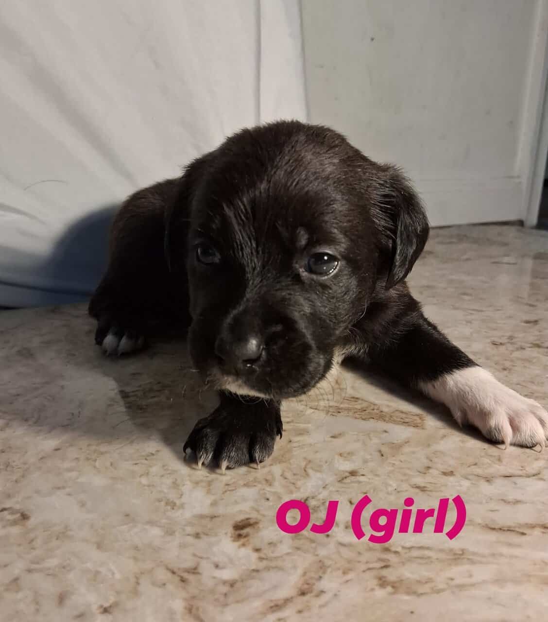 Cane Corso Labrador Mix image 6