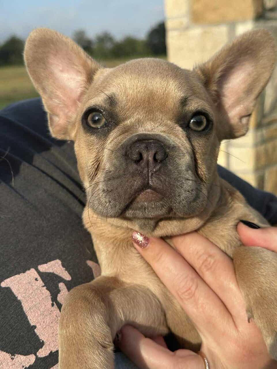 13 wk male French bulldog puppy image 3
