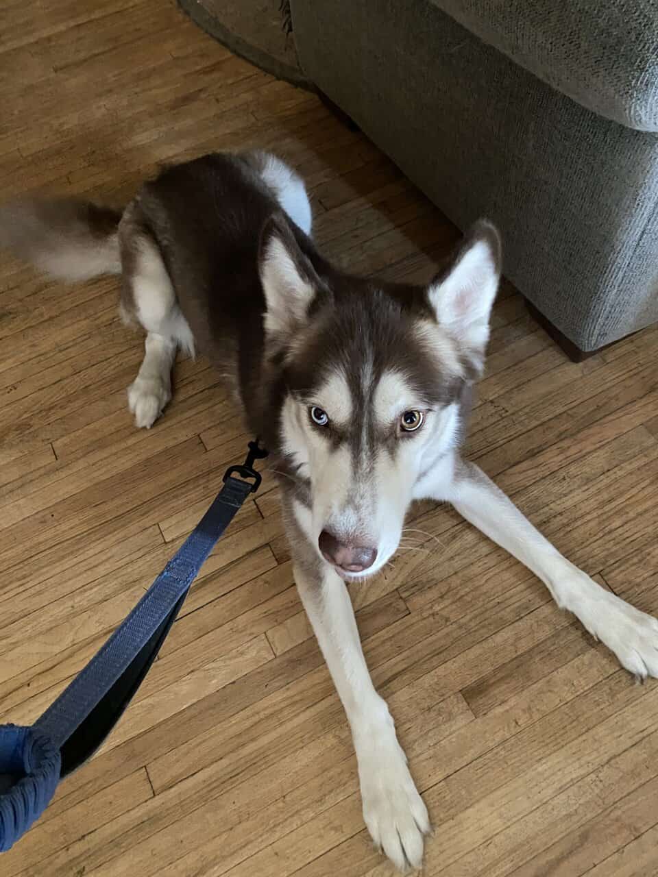 Siberian Husky image 1