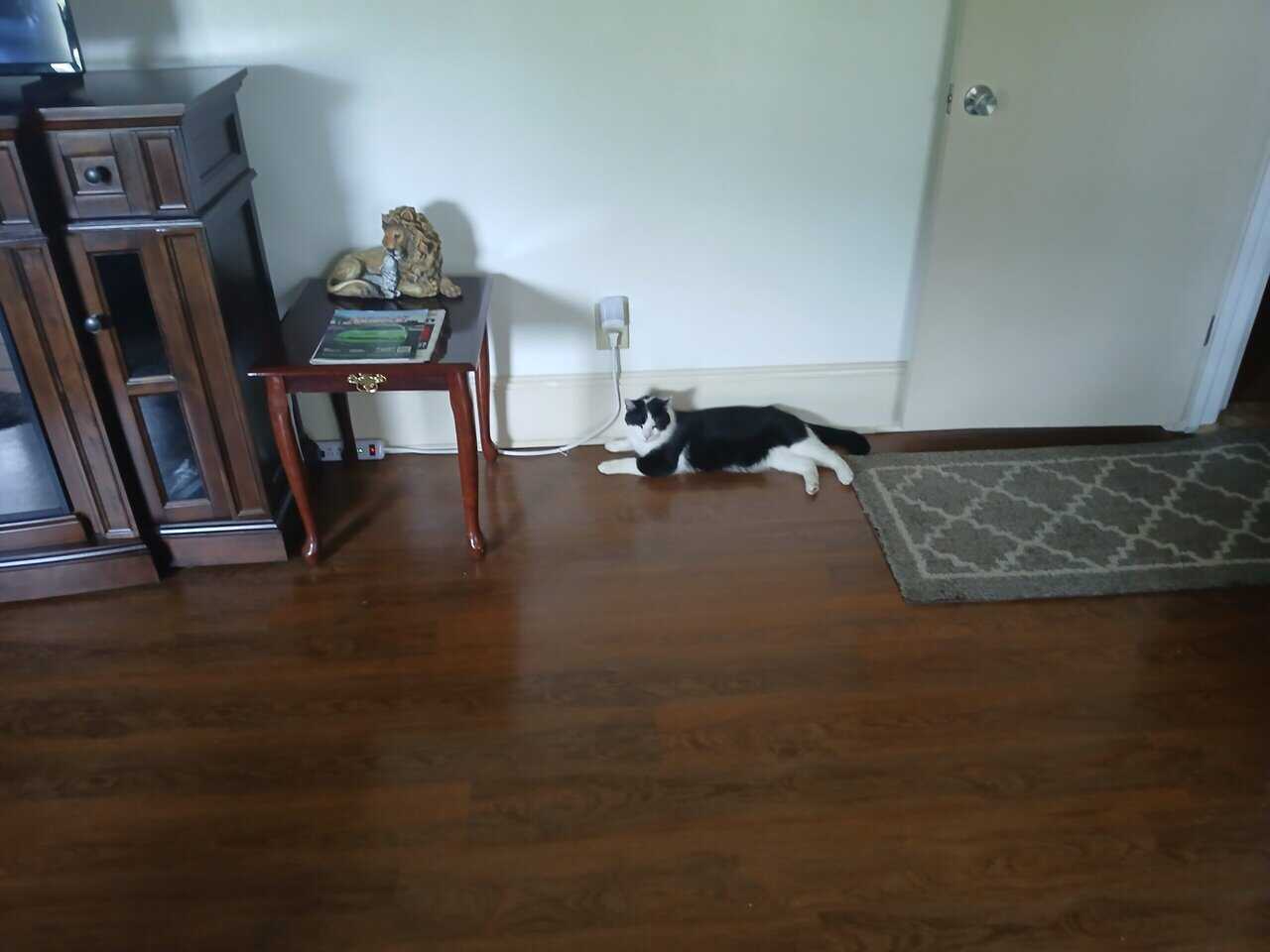 Free cat image 2