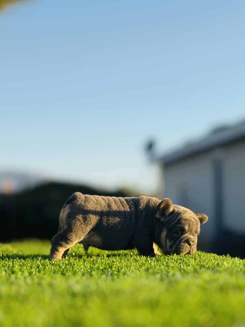 FRENCHIE PUPPY image 3