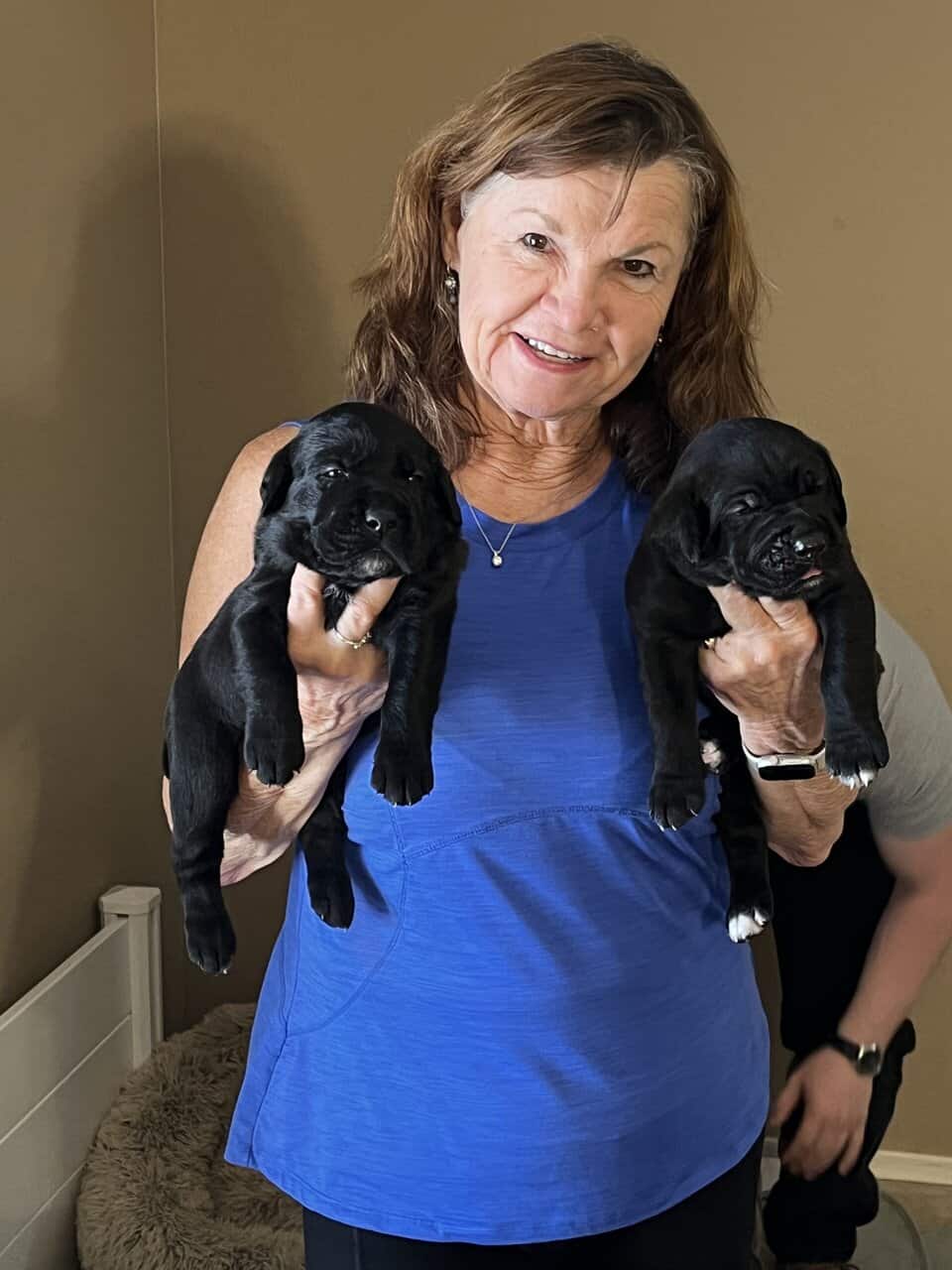 Cane Corso Puppy’s looking for there Furr Ever luv image 14
