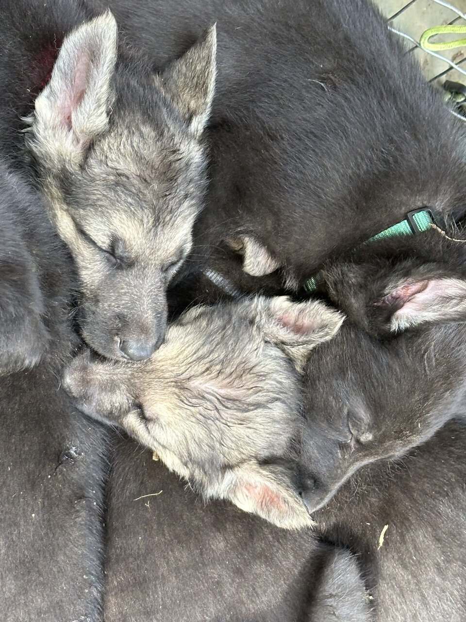 AKC German Shepherd Puppies image 2