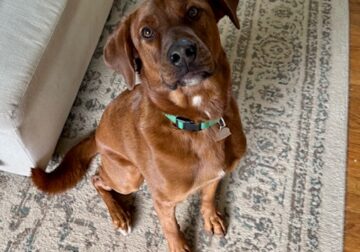 Bowser – excitable dog- needs a new home!