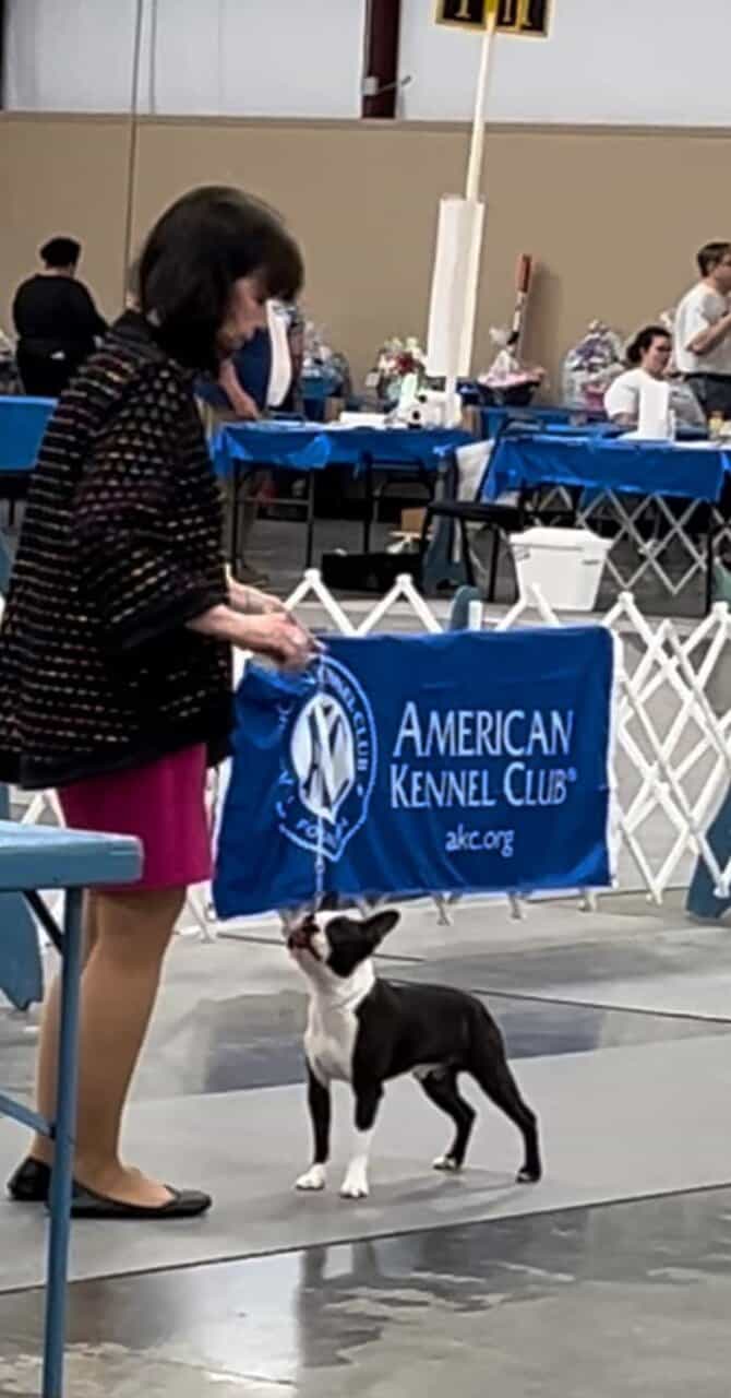 Boston Terrier Puppies image 5