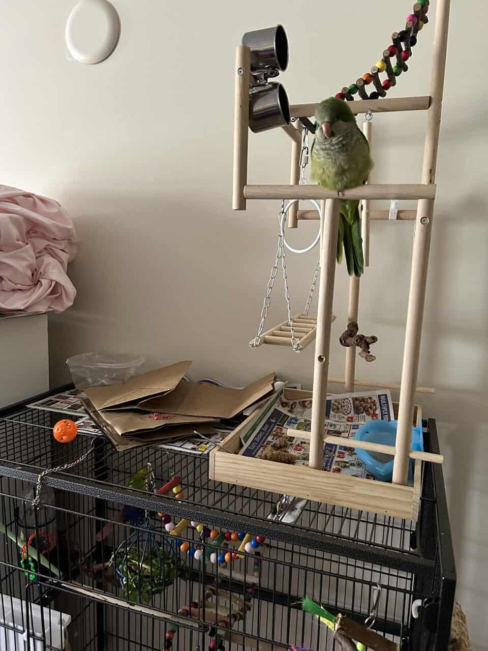 Yellow Parakeet/Green Quaker image 3