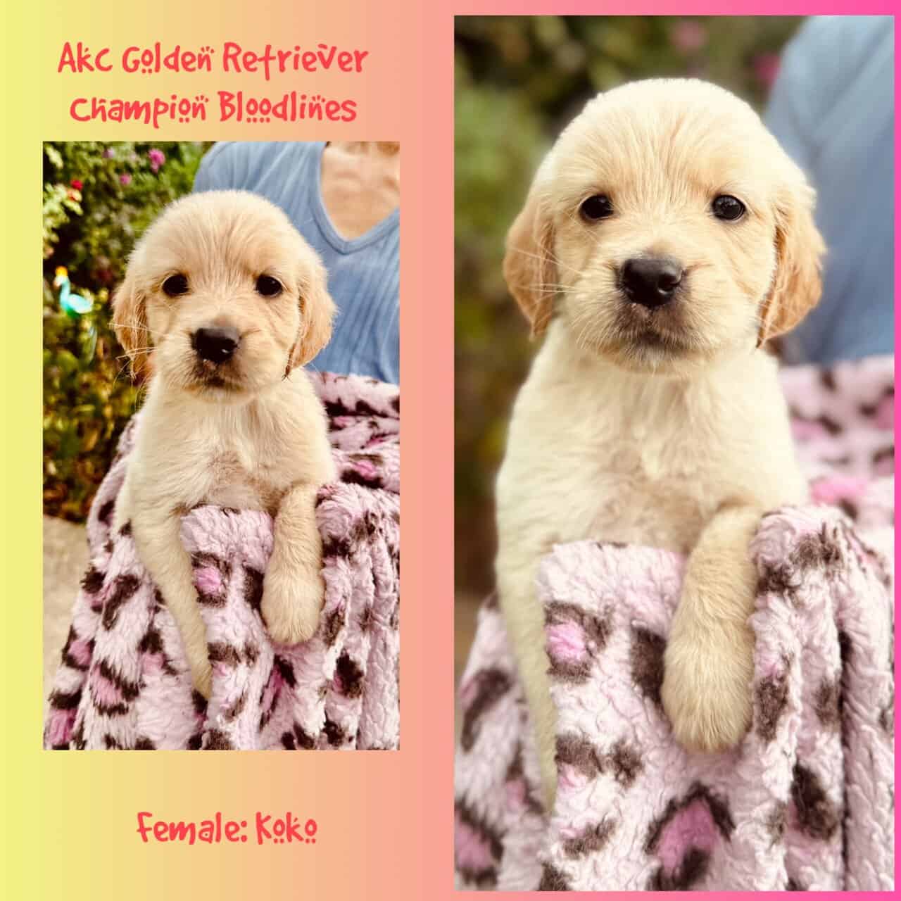 AKC Golden Retriever - Champion Bloodlines image 9