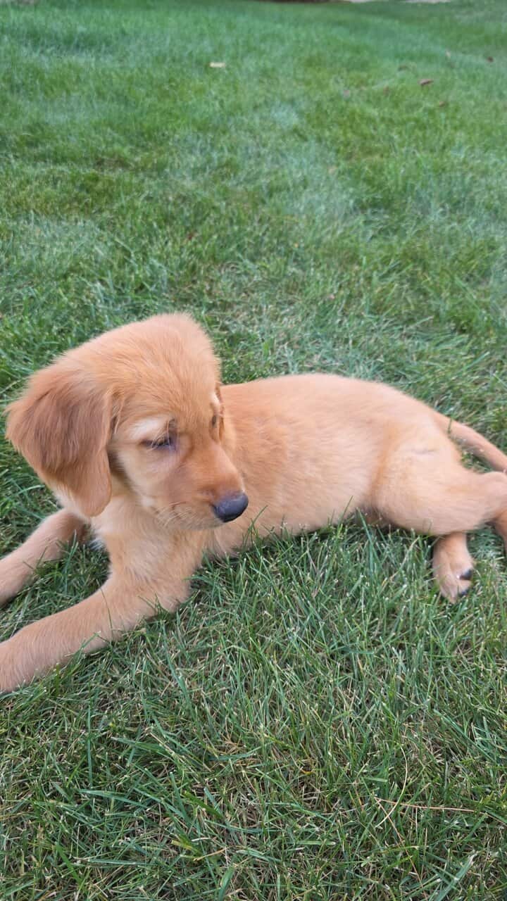 Golden retriever image 6
