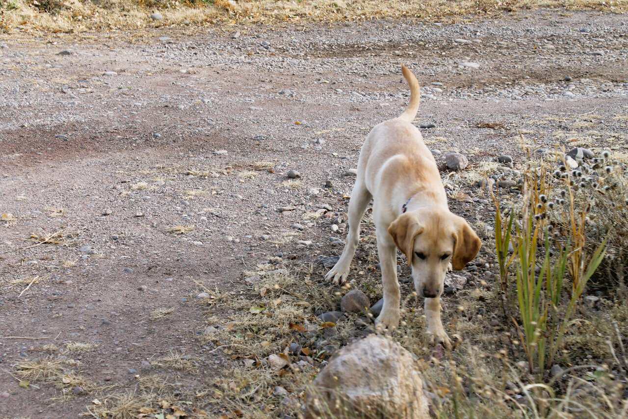 AKC Hunting Lab image 5