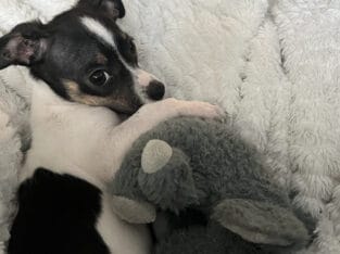 14-week old Chihuahua for sale