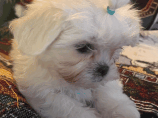 Mal-Shi Female Puppy