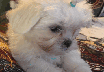 Mal-Shi Female Puppy