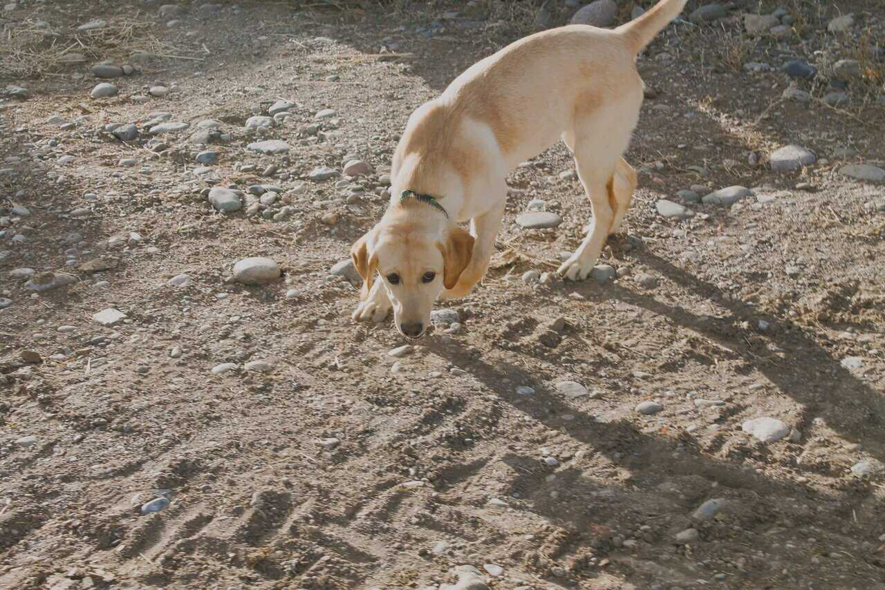 AKC Hunting Lab image 7