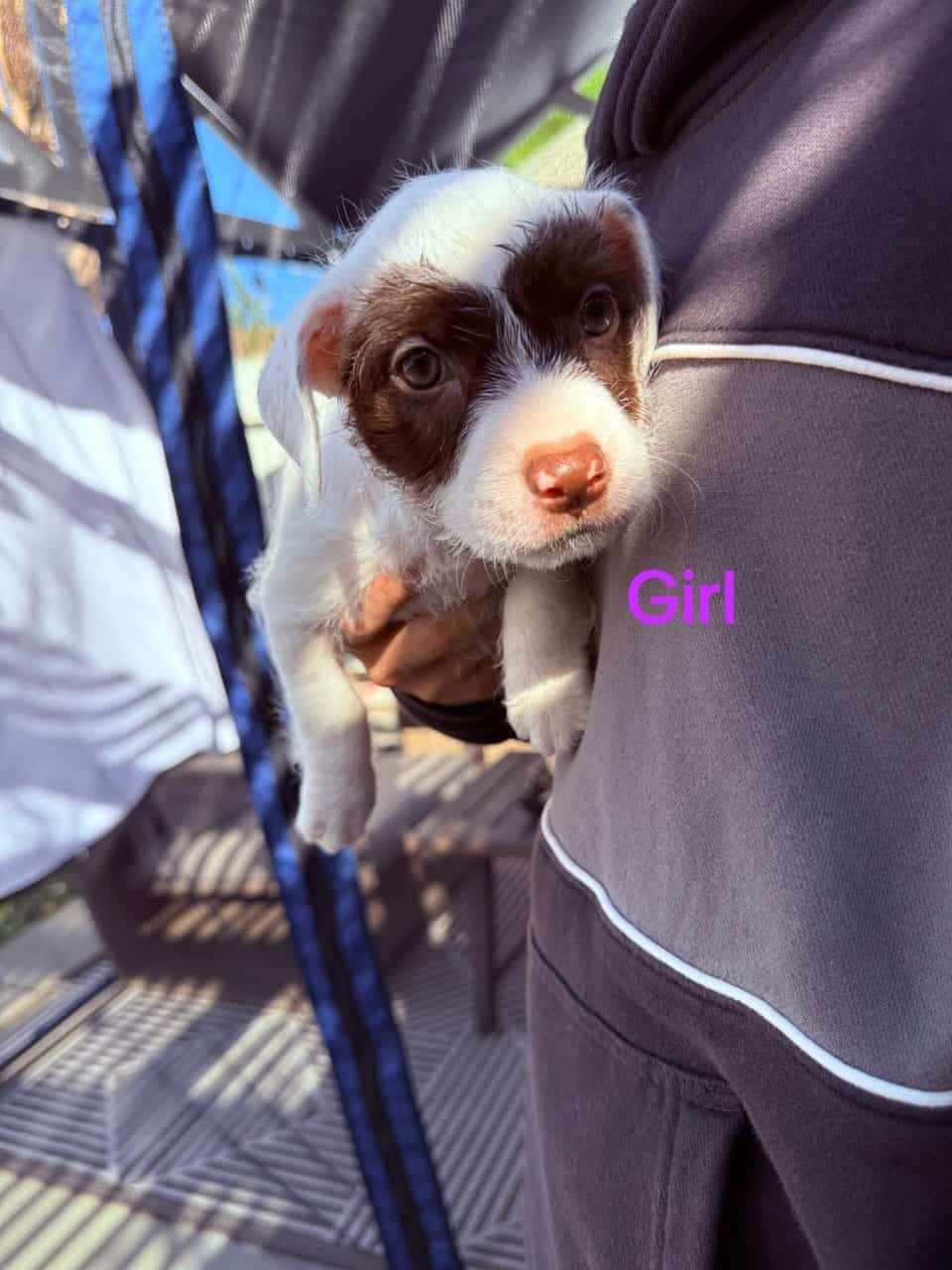 Puppies for sale image 5