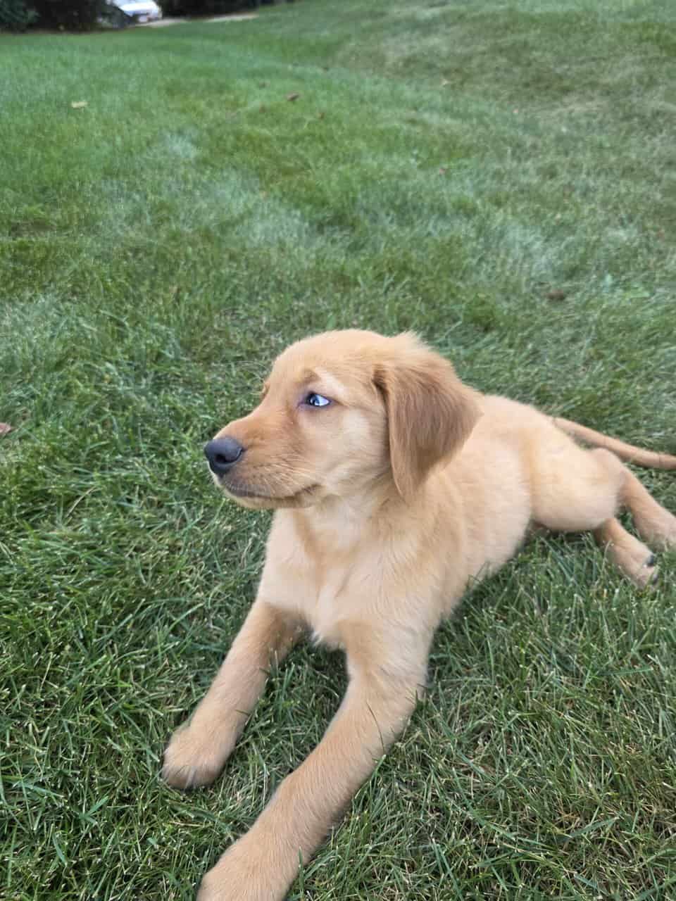 Golden retriever image 3