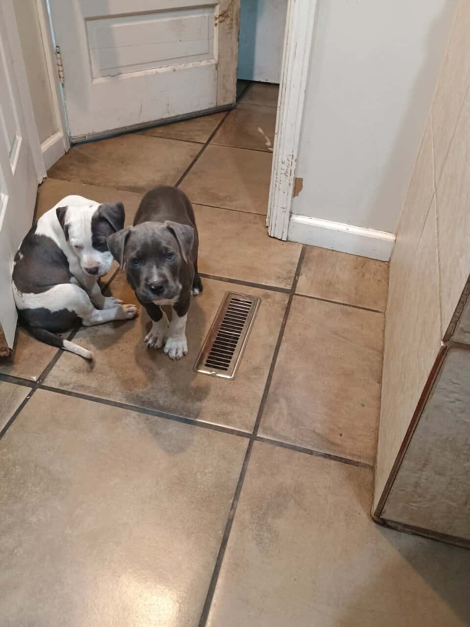 Pitbull puppies for sale image 5