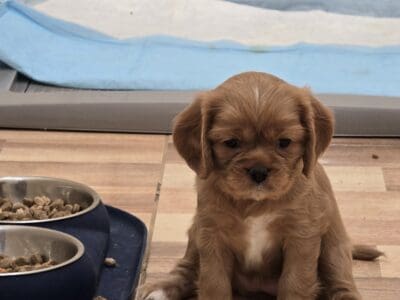 Sweetpea Cavalier King Charles Spaniel Ruby