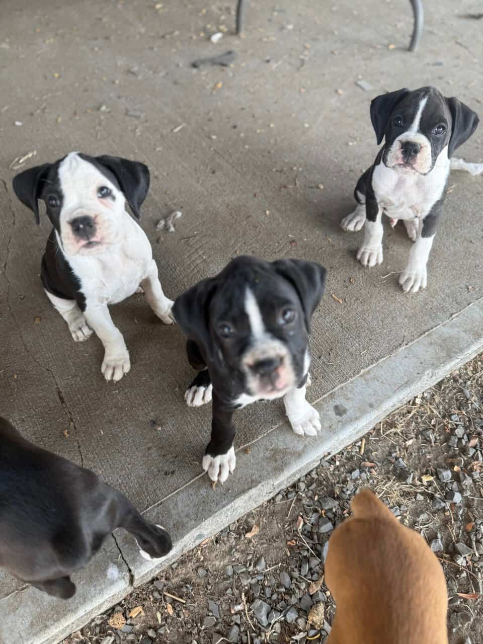 Boxer Puppies image 18