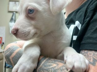 Pit and lab puppy mix