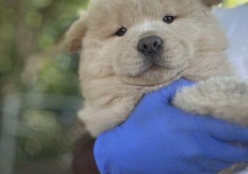 Chow chow pups