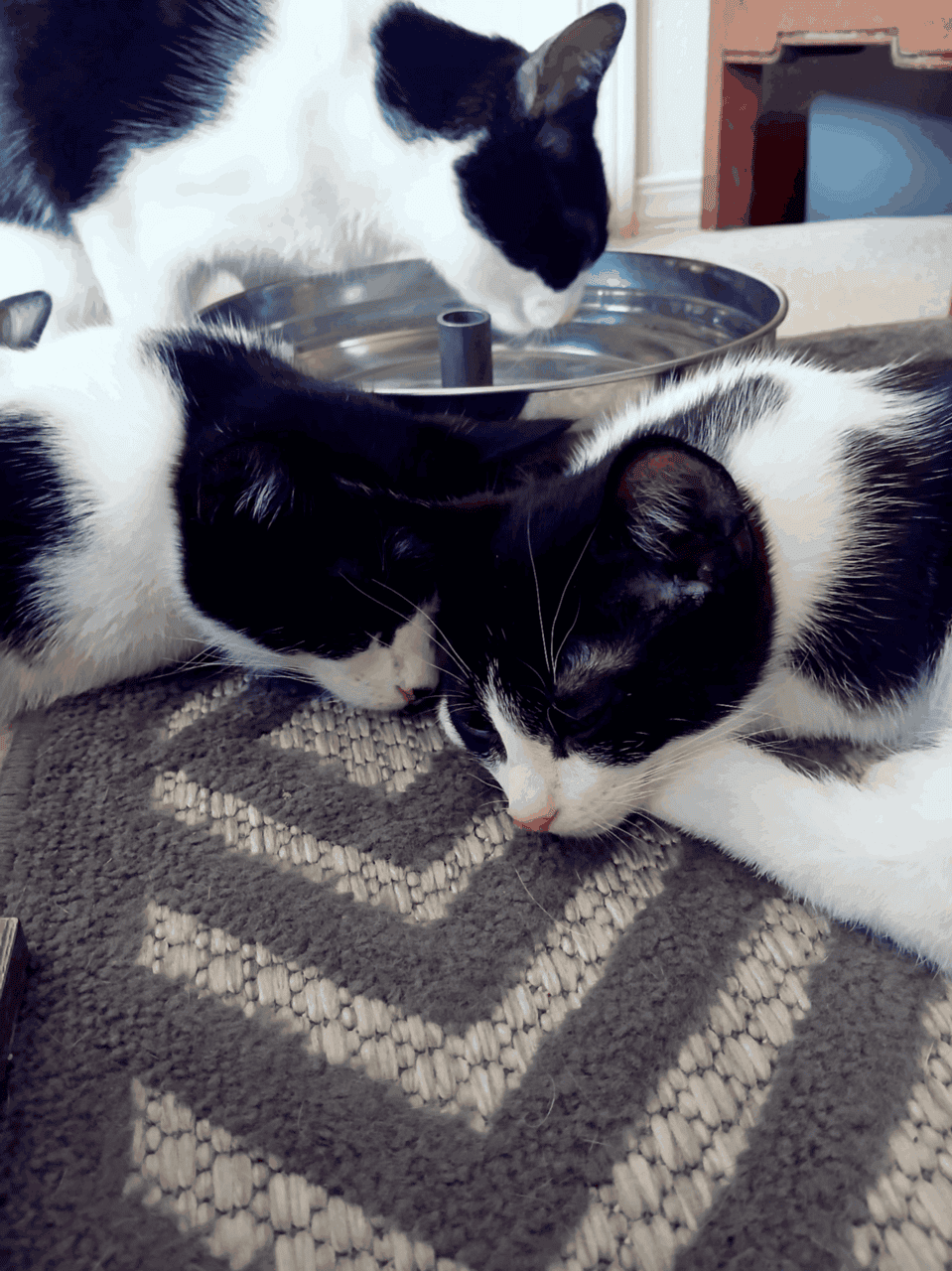 🐾 Sweet Black & White Kittens Looking for Love 🐾 image 2