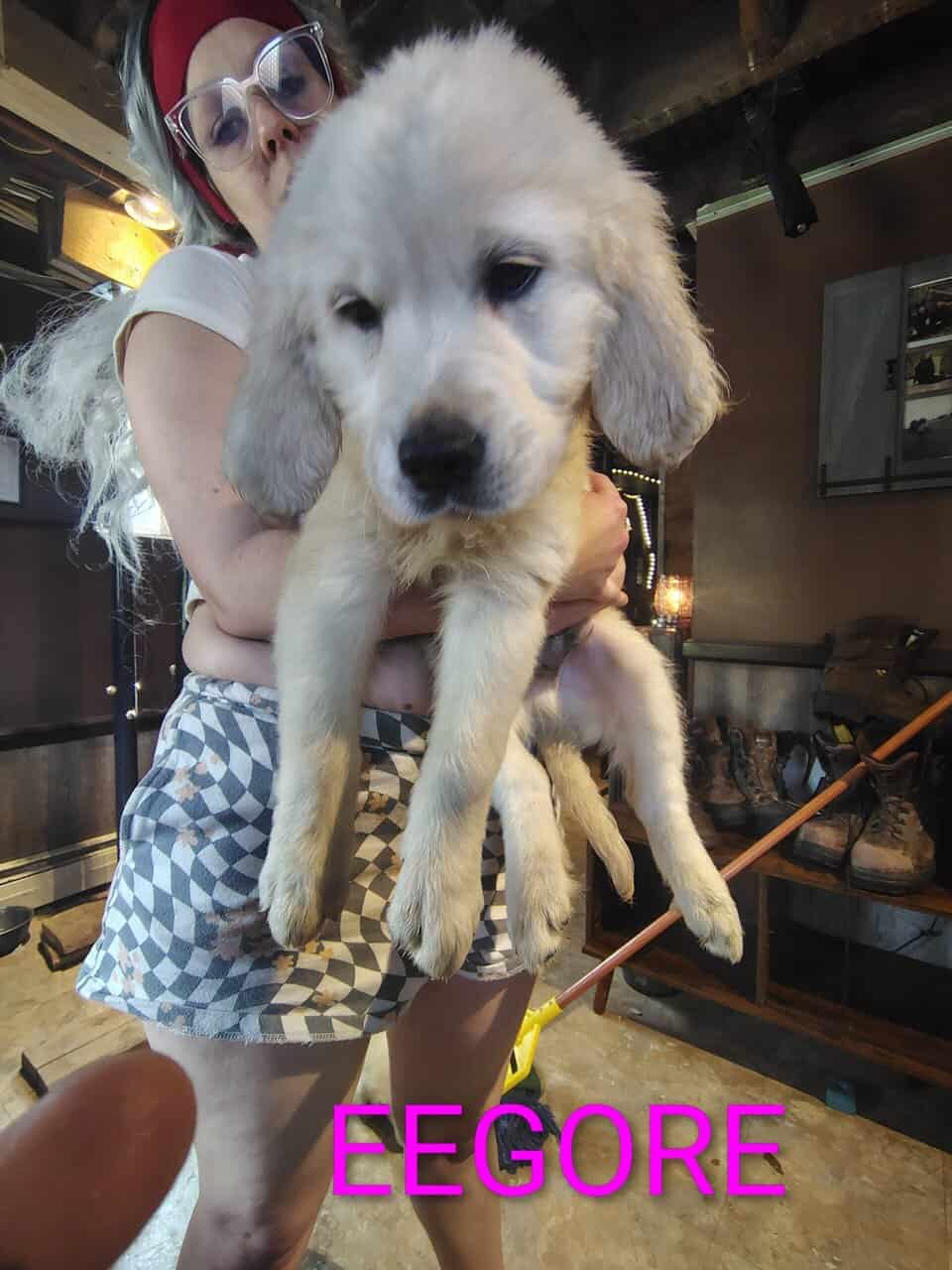 English cream golden retriever puppies image 5