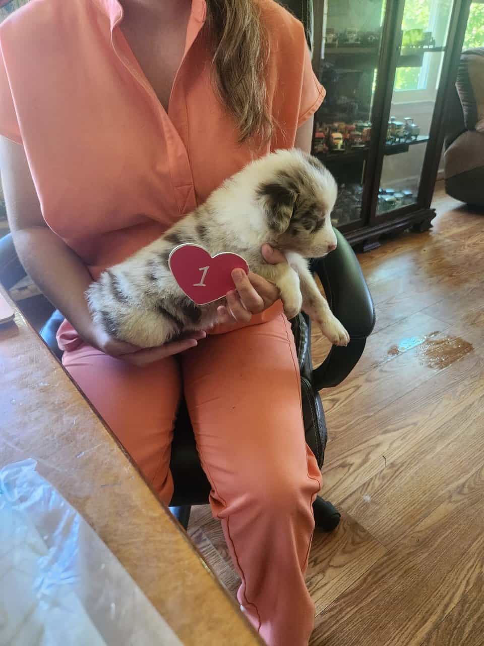 Australian shepherd 1 image 2