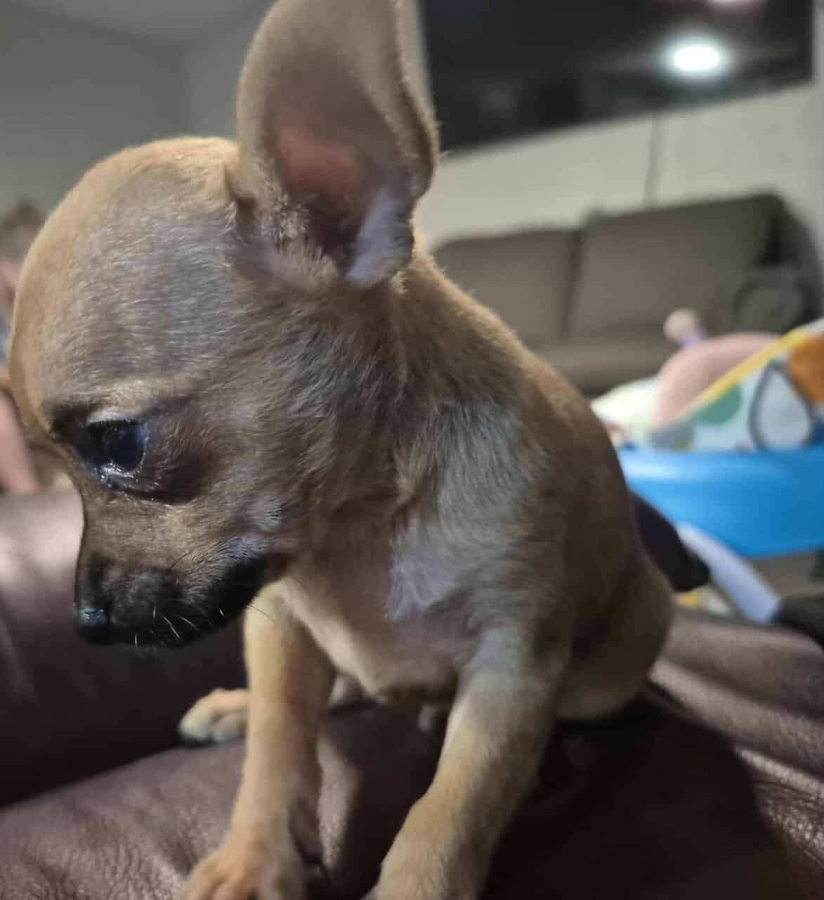 Rehoming Chihuahua Puppies image 3