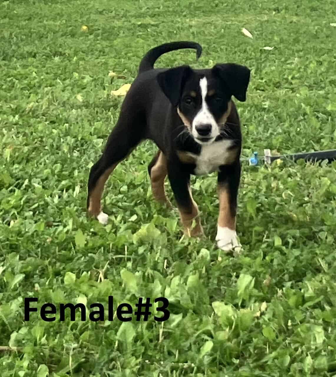 Australian Shepherd/Catahoula image 8