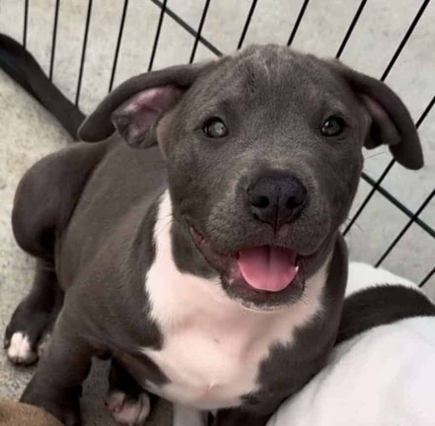 XL Pitbull puppies available image 1