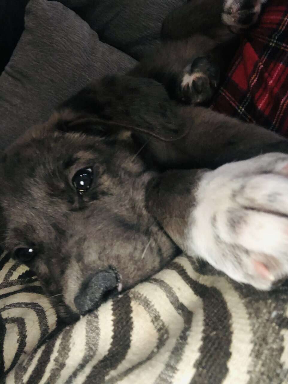 1 Year old Great Dane Mix image 5