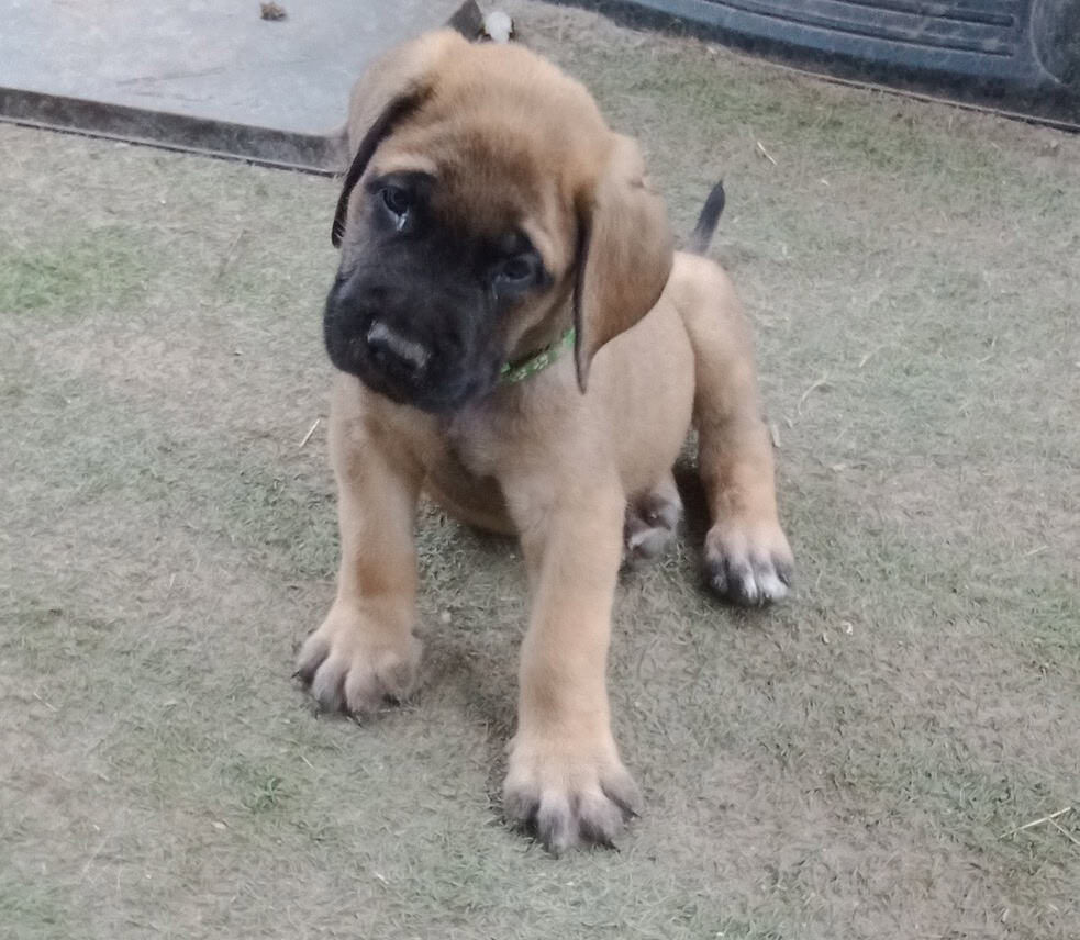 AKC English Mastiff image 1