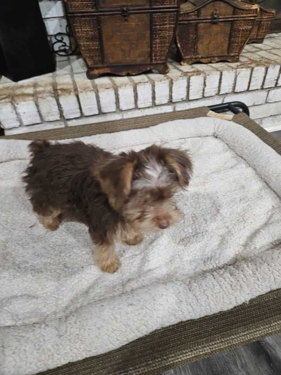 YORKIE Chocolate Female image 1