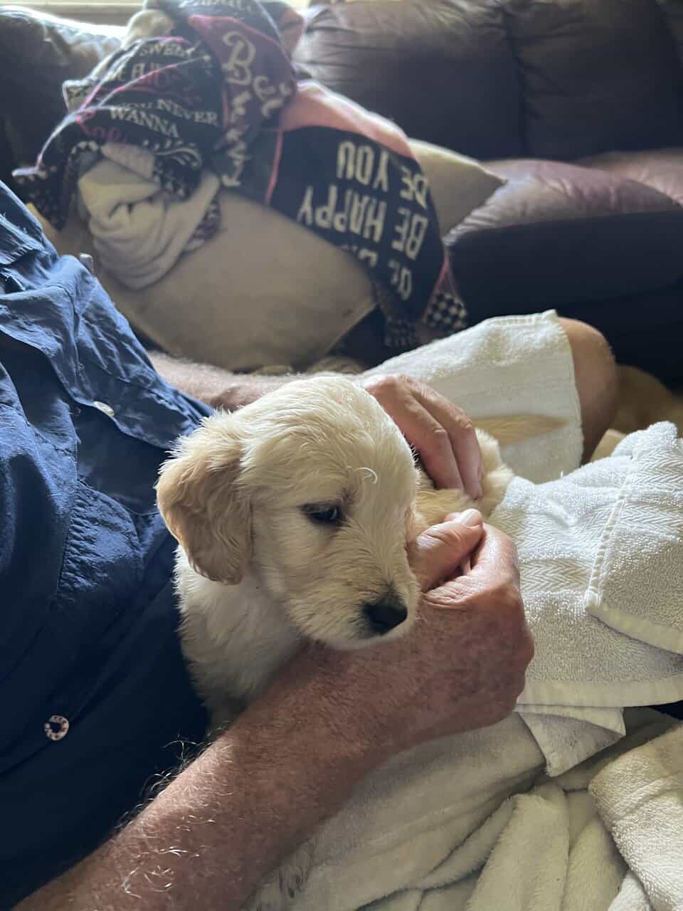 Beautiful puppies image 3