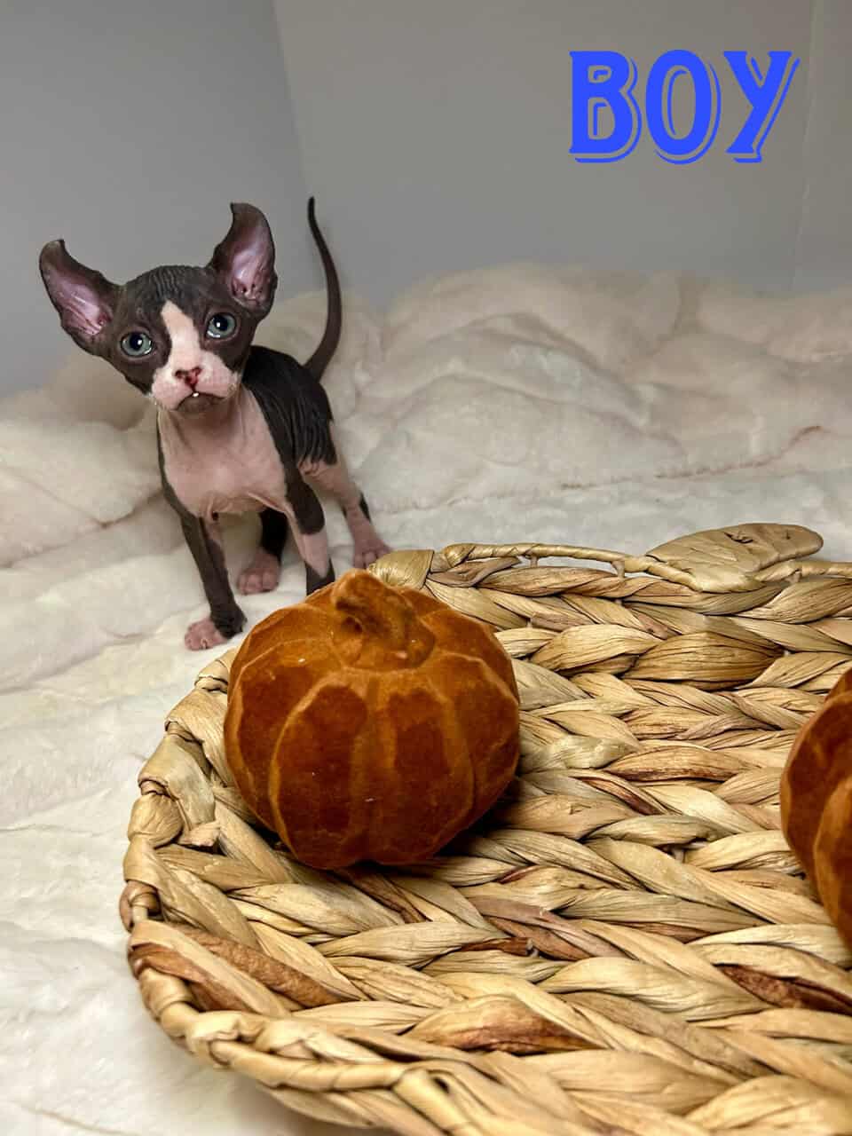 Sphynx Kittens image 3