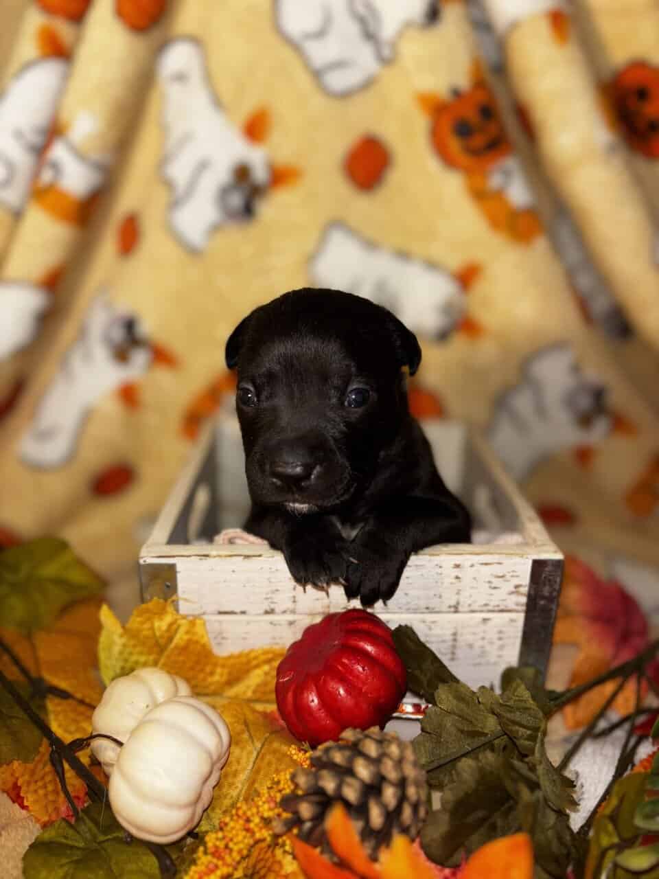 Pit mix Puppies image 3